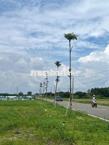 Cần Bán Gấp Lô Đất tại Long Tân - Bà Rịa Vũng Tàu- SHR