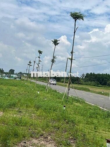 Cần Bán Gấp Lô Đất tại Long Tân - Bà Rịa Vũng Tàu- SHR