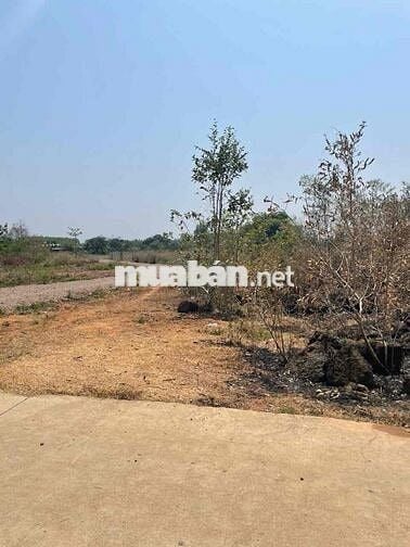 cần bán 1 sào 2 mặt đường bê tông cách nhựa số 6 Bàu Trâm 200m