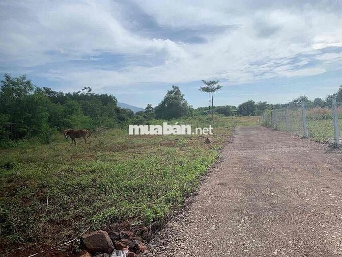cần bán 1 sào 2 mặt đường bê tông cách nhựa số 6 Bàu Trâm 200m