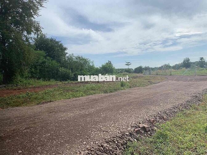cần bán 1 sào 2 mặt đường bê tông cách nhựa số 6 Bàu Trâm 200m