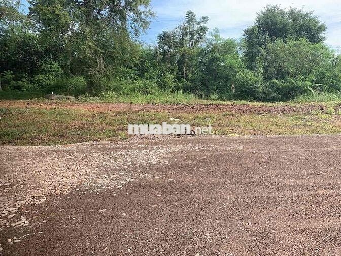 cần bán 1 sào 2 mặt đường bê tông cách nhựa số 6 Bàu Trâm 200m