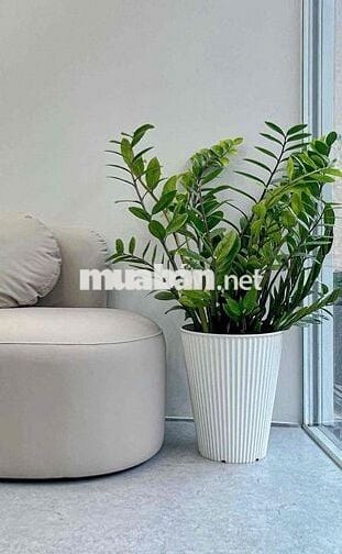 Cho thuê mặt Bằng tầng Trệt sàn Suốt