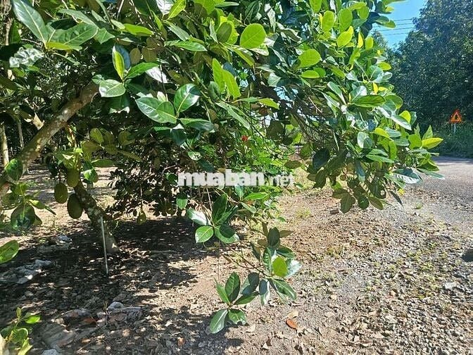 Sang tên công chứng ngay vườn mít sẵn TC 450m2 chỉ 630tr, Sát bên KCN