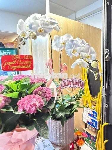 cần sang quán nhậu do sắp sanh em bé