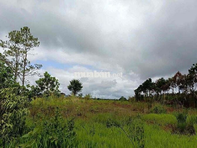 Bán Lô Đất Mặt Tiền Tôn Đản P2 (Dambri cũ) Bảo Lộc ngay Lý Thái Tổ
