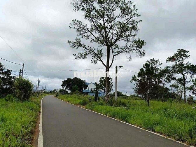 Bán Lô Đất Mặt Tiền Tôn Đản P2 (Dambri cũ) Bảo Lộc ngay Lý Thái Tổ
