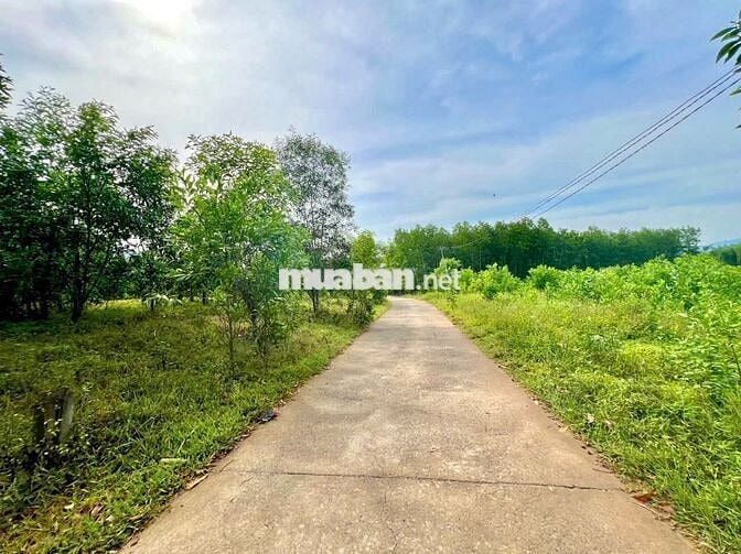 ĐẤT VƯỜN DIÊN XUÂN( (DIÊN LÂM MỚI) HƠN 1000M 4XX