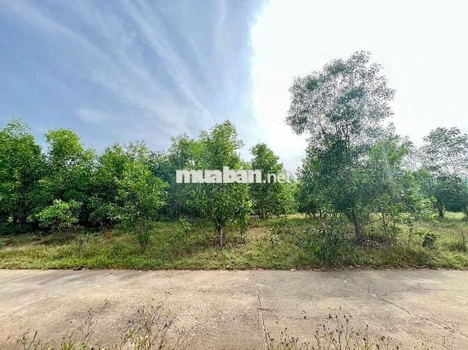 ĐẤT VƯỜN DIÊN XUÂN( (DIÊN LÂM MỚI) HƠN 1000M 4XX
