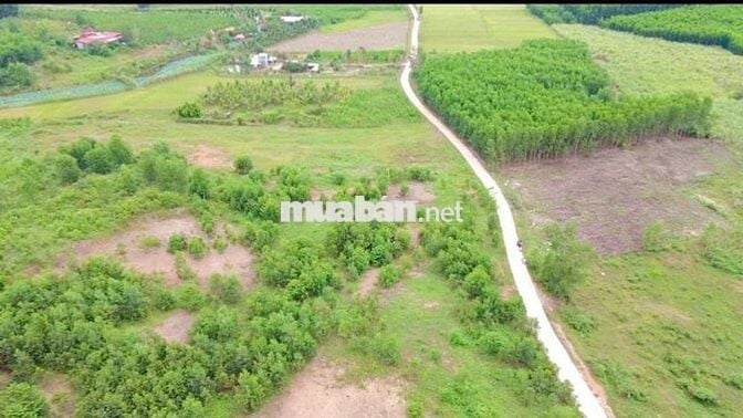 ĐẤT VƯỜN DIÊN XUÂN( (DIÊN LÂM MỚI) HƠN 1000M 4XX