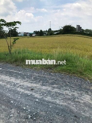 Cần bán lô đất vườn 918m2, sổ sẵn sang tên công chứng ngay 1.5 tỷ