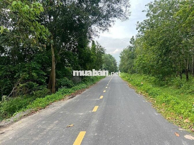 Đất mặt tiền đường nhựa 492 - Phạm Văn Cội : 230m2 - Giá 1 tỷ 550
