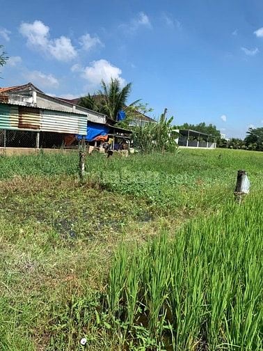 Chủ cần bán 4x20 , cách TT Đức Hòa 1km, Thổ cư 650 Triệu,sổ hồng riêng