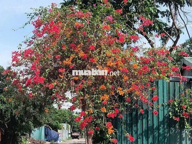 Bán 230m2, mặt tiền 11m, nhà 90m2, gần cầu THĐ. Mặt đường Giếng Nhật
