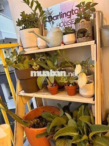 Căn hộ 1Pn ban công, full nội thất thiết kế vibe chill nhẹ nhàng