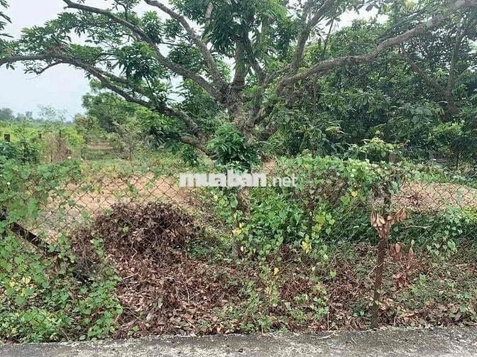 🌈 1200m ấp 2 Nhựt Chánh(có sẵn 300m thổ) - đường thông xe tải