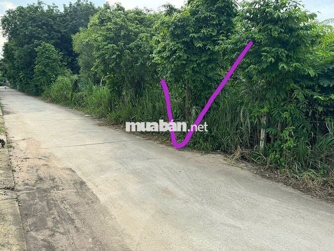 BÁN ĐẤT ĐƯỜNG ĐẶNG XUÂN BẢNG, KP SUỐI NHUM, PHƯỜNG TÂN THÀNH, TP.HCM