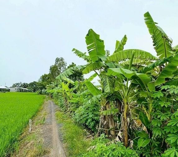 Chính chủ bán đất mặt tiền 83m Rạch Dung, Mỹ Khánh, Long Xuyên 5.040m2