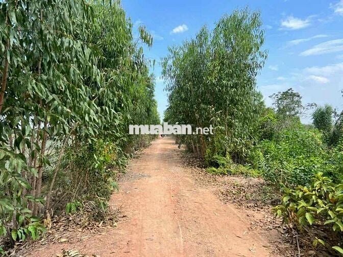 bán đất khu C kẹt vốn cần ra gấp