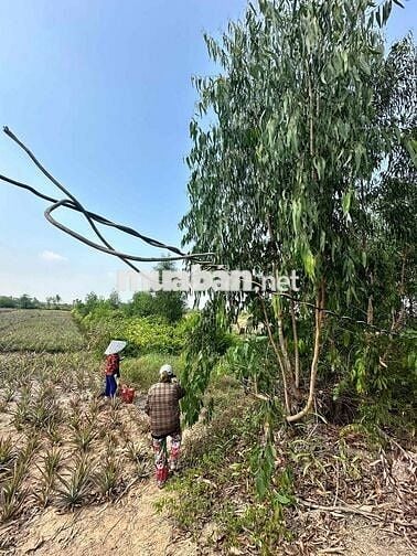 bán đất khu C kẹt vốn cần ra gấp