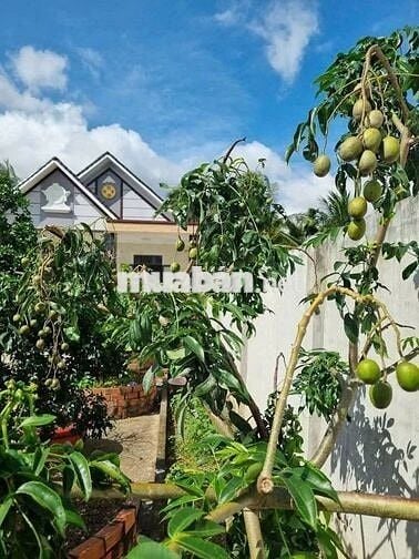 bán gấp căn nhà vườn ở An Hòa Trảng Bàng 750tr.SHR