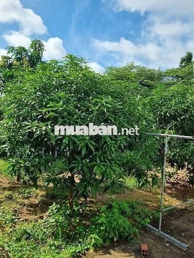 bán gấp căn nhà vườn ở An Hòa Trảng Bàng 750tr.SHR
