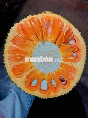 Chính chủ bán gấp 1 ha đất vườn có nhà cấp 4 giá rẻ