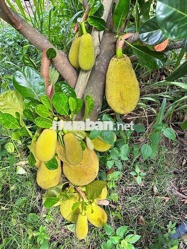 Chính chủ bán gấp 1 ha đất vườn có nhà cấp 4 giá rẻ