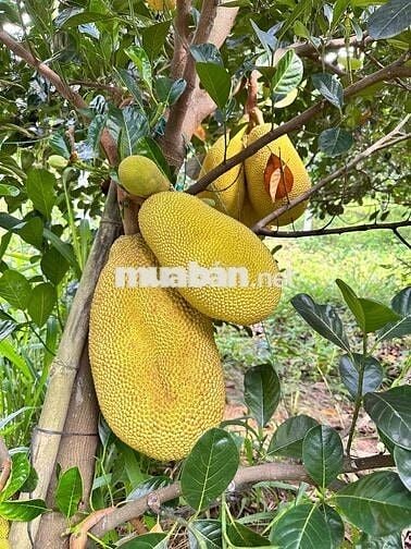 Chính chủ bán gấp 1 ha đất vườn có nhà cấp 4 giá rẻ