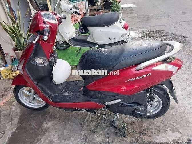 Acruzo fi zin bstp chứng giấy