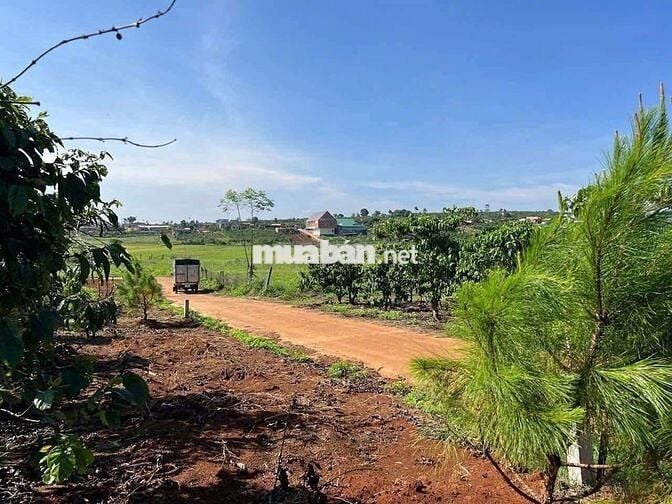 BÁN LÔ ĐẤT ĐẸP TẠI LÂM HÀ – LÂM ĐỒNG  GIÁ CHỈ 650TR