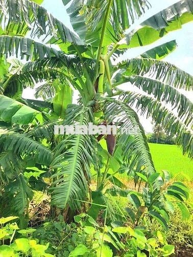 Chỉ 700tr sở hữu 703m2 đất vườn view sông cực đẹp