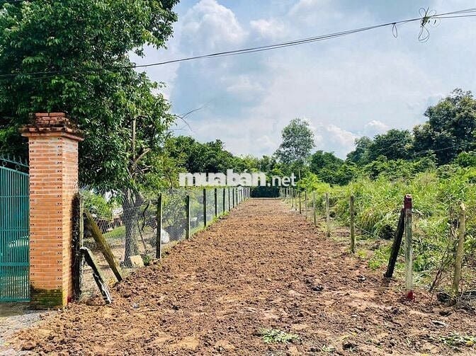 Đất mặt tiền đường nhựa 488- Phú Hòa Đông: 278m2-101m2 Thổ cư-1 tỷ 300