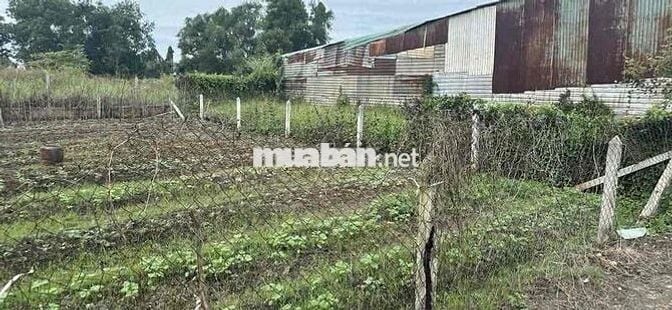 Đất Tân An nhánh Huỳnh Thị Hiếu đường bê tông 4m.nở hậu 13,9m