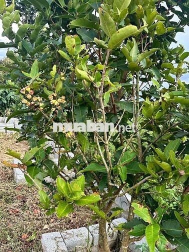 Nền ngộp - giá nát cực rẻ thích hợp nghỉ dưỡng đầu tư