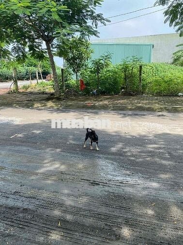 BÌNH CHÁNH GIÁ RẺ - SHR - ĐẤT THỔ CƯ