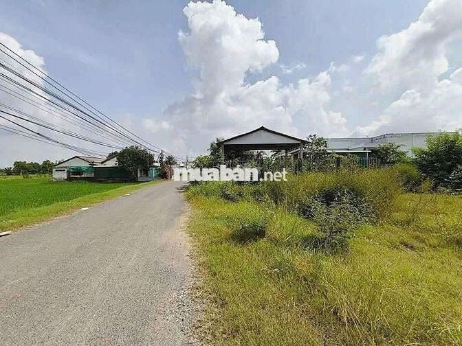 THANH LÝ 300 M2 ĐẤT THỔ CƯ ĐƯỜNG XE HƠI 10X30 XÃ TÂN CHÁNH. CẦN ĐƯỚC.