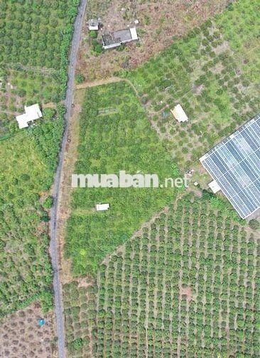 Mặt tiền đường nhựa Bình Châu, cạnh suối nước nóng