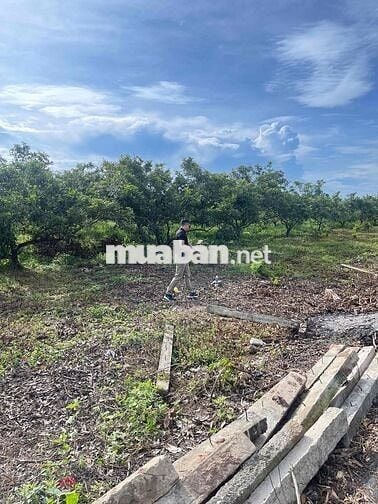 Mặt tiền đường nhựa Bình Châu, cạnh suối nước nóng