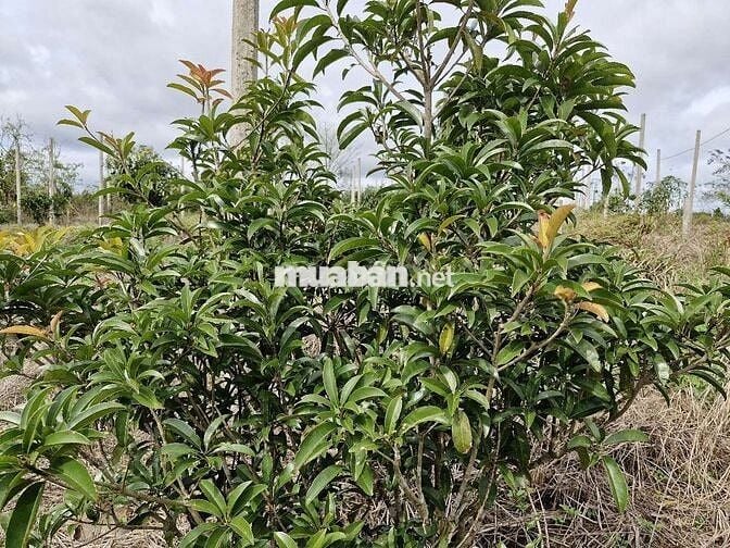 Mặt tiền xe tải 76m, 400m2 thổ cư, gần chợ ,trung tâm hành chính