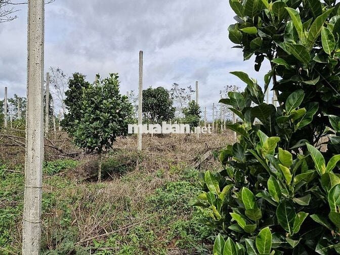 Mặt tiền xe tải 76m, 400m2 thổ cư, gần chợ ,trung tâm hành chính