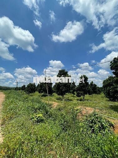 Bán lô đất vườn mít đang trái 1200m2 nở hậu