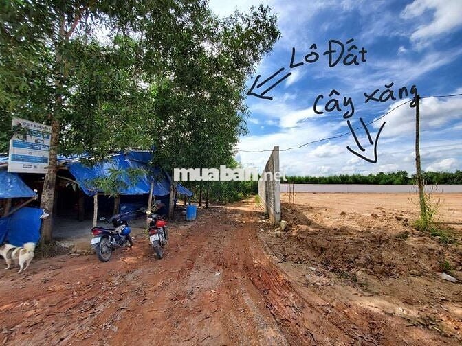 CẦN BÁN GẤP 31ha ĐẤT CLN – 2km MẶT TIỀN ĐƯỜNG NHỰA SỐ 11