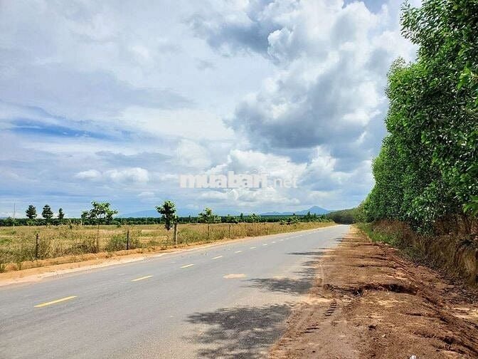 CẦN BÁN GẤP 31ha ĐẤT CLN – 2km MẶT TIỀN ĐƯỜNG NHỰA SỐ 11
