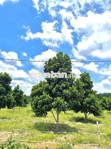 Bán lô đất vườn mít đang trái 1200m2 nở hậu