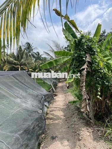 Đất mặt tiền đẹp view sông lộ nhựa 8 tấn khu dân cư đông đúc