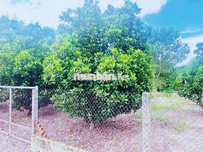 Đất 2300m2 cần bán nhanh tặng nhà cấp 4