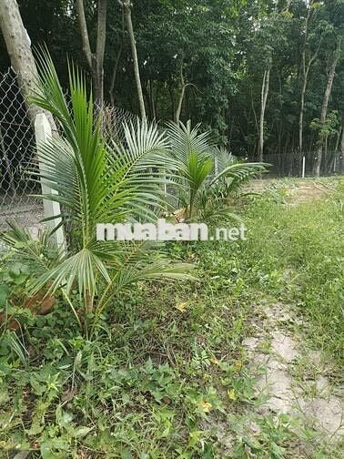 Đất 2300m2 cần bán nhanh tặng nhà cấp 4