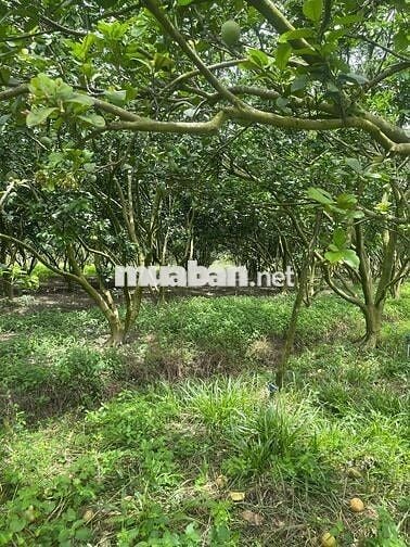 Thanh lí nhanh vườn bưởi chỉ 180tr