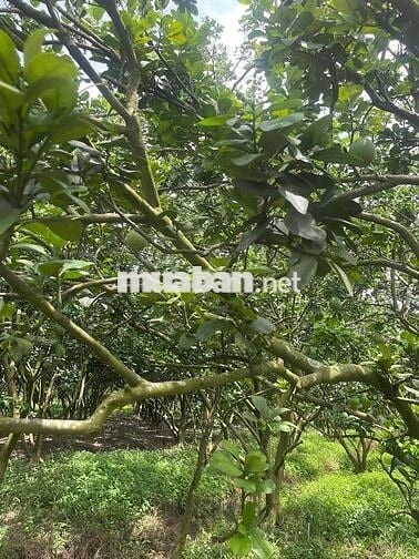 Thanh lí nhanh vườn bưởi chỉ 180tr